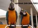 Talking pair of macaw parrots
