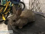Baby Bunnies - pets only