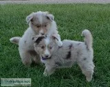 Miniature Aussie born Aug 14 2019