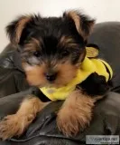 Teacup yorkie puppies he s 12weeks  available