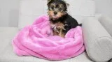 Akc Mini Yorkshire terrier Puppies available