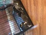 Pitbull pups for sale
