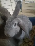 Bunnies for sale