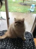 CFA Persian Kittens