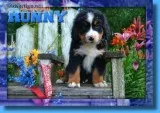Ronny Male Bernese Mountain Dog AKC