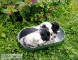 AussieBorder Collie
