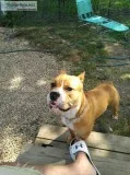 Brahma bully