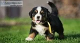 Bernese mountain puppies 