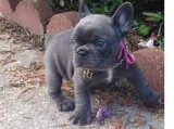 Blue french bulldog puppies