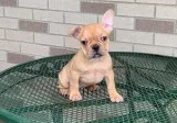 Adorable Akc French bulldog Puppies available