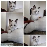 Bicolor blue ragdoll 2 month male kitten