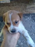 Free puppies