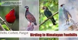 Central Himalayan Birding Tour