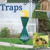 Japaneese Beetle Bug Traps  or HardWood Flooring Peices - Fit to