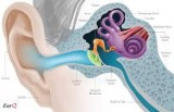 Hearing Loss Tinnitus (Ringing Buzzing)