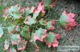 Signs Your Tree is Stressed and How to Treat it 