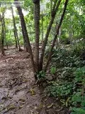 Pathimugam Plant for sale