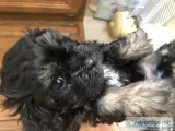 Maltipoo puppy