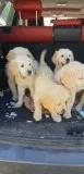 Healthy aKc Registered Golden Retrievers