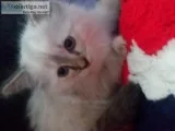 Ragdoll kittens
