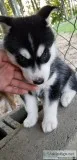 Siberian Husky Puppies