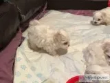 Maltese Puppies