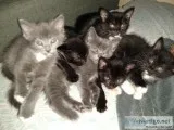 Rehoming Kittens