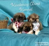 Pekinese