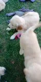Golden retriever pups for sale