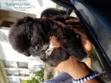 Pomeranian peekingese puppy