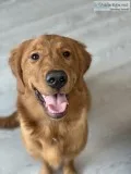 Red Retriever puppy - 6 months old - Sweet and Loving