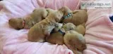 AKC Golden Retriever Puppies