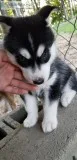 Siberian Huskies