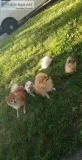 Pomeranian puppies 4sale