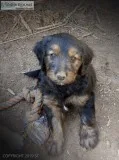 Aussiedoodle Phantom Male Puppy Ready Now