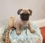 Akc reg Black and Fawn Pug Puppies