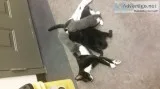 2 kitties