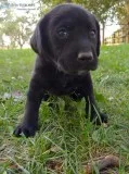 AKC Labrador Retriever Black Male and Female Pups