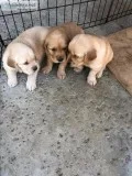 Golden Retriever puppies