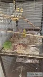 2 Male cockatiels and cage for sale