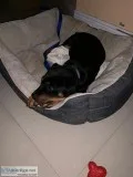 Pure Breed AKC Rottweiler