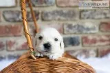 English Golden Retriever