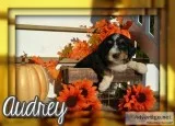 Audrey Female Bernedoodle