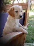 Golden Aussiedoodle Female Puppy Ready Now