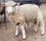 Adult Sheep Harlequins and Shetliots