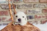 English Golden Retriever
