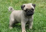 pug puppies