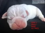 Olde English Bulldogge Puppies