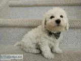Purebred Bichon Frise Puppies (Two boys available)