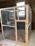 parrottlets for sale